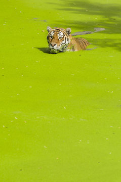 Swimming tiger
