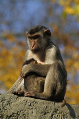 Schweinsaffen, Mutter mit Baby