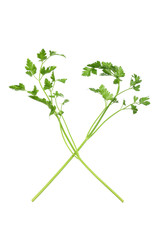 Fototapeta premium Parsley