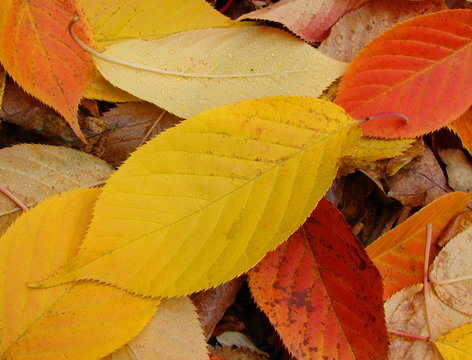 Schichtdicke Bilder Durchsuchen 323 Archivfotos, und