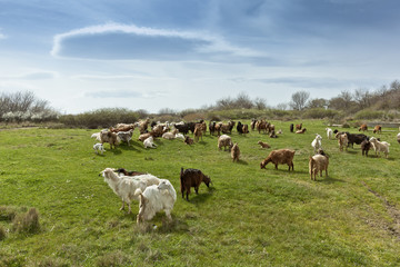 Fototapeta premium Herd of goats in countryside