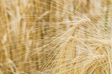 Hordeum distichon, barley, spikes