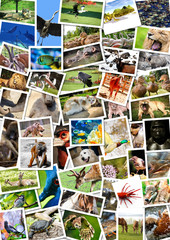 Fototapeta premium Different animals collage on postcards