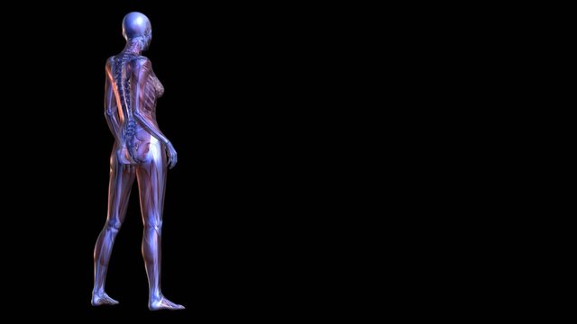 Anatomie