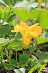 flower of zucchini in ecological garden