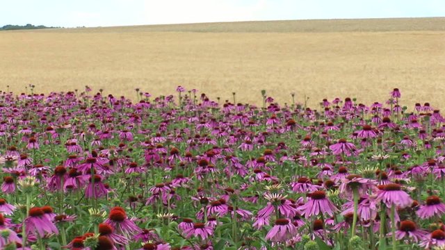 Echinacea grano panoramica
