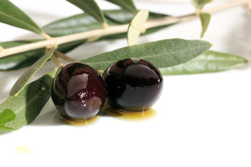 green olives on branch with leaves