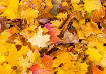 Naklejka na ściany i meble Bright orange autumn leaves on the ground