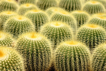 A cluster of prickly pear