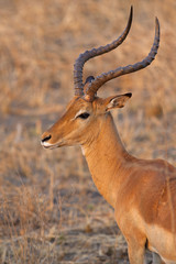 Wild Impala