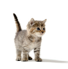 Cute tabby kitten