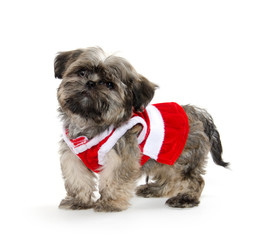 Shih tzu puppy with sweater