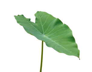 green caladium leaf isolate on white background