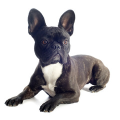 french bulldog