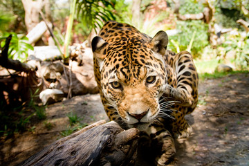 Large male jaguar jumping towards camera