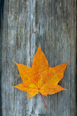 Naklejka na ściany i meble orange maple leaf on wooden surface