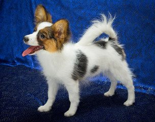 Papillon Puppy