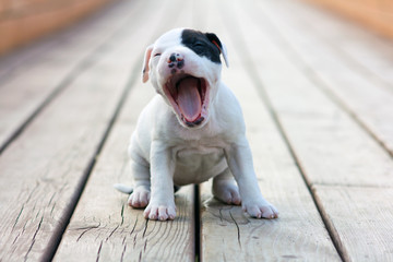 American Staffordshire terrier puppy - obrazy, fototapety, plakaty