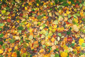 Colorful background of autumn leaves
