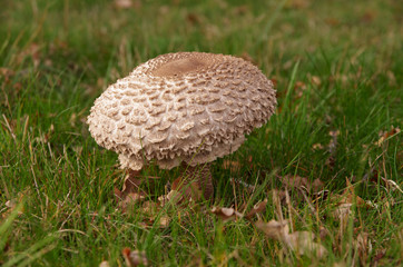 Ein einzelner Schirmling in der Wiese