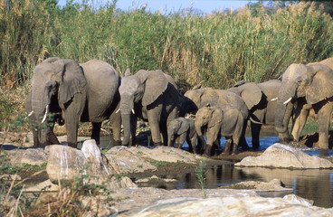 Naklejka premium herd of elephants