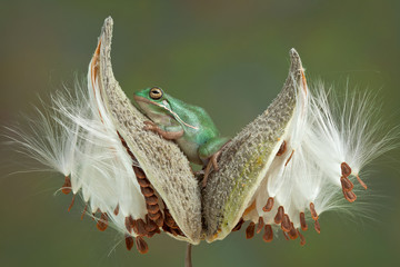 Fototapeta premium Frog on milkweed pods