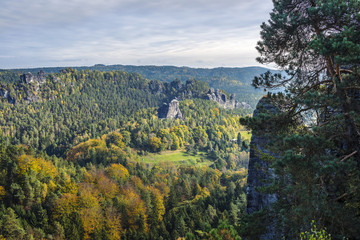 Forest in Saxon Switzerland