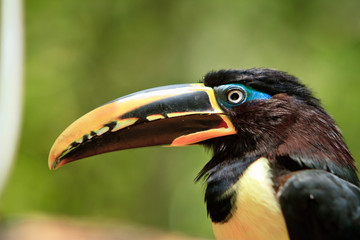 The  toucan resting by a tree close up