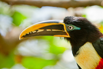 The  toucan resting with nature background