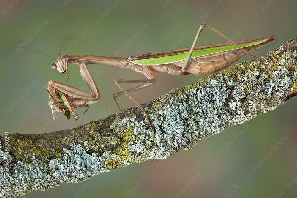 Canvas Prints Mantis eating hopper