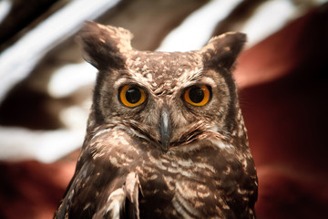 owl portrait staring at camera