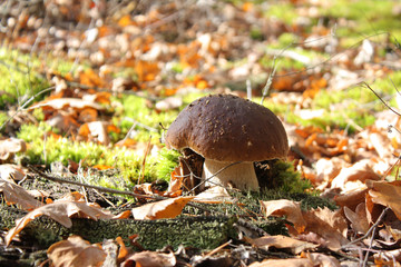 Cep Mushroom Growing in Autumn Forest. Boletus