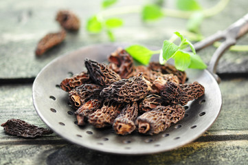 Speisepilze , Morchel