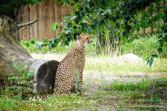 Cheetah sitting in shade