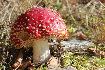 Fliegenpilz im Kellerwald