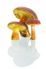 Boletus badius mushrooms isolated on white