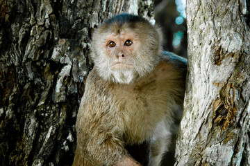 Close up portrait of staring old monkey in the wild