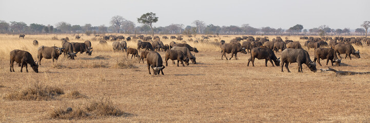 Wild African Buffalo