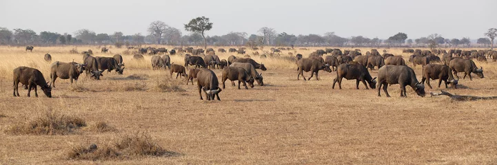 Foto op Canvas Wilde Afrikaanse Buffel © Kjersti