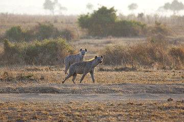 Hyena in sunrise