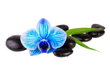 Spa concept with blue orchid