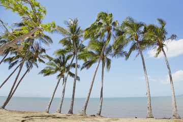 palmenstrand