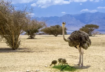Keuken foto achterwand Female of African ostrich and its chicks © sergei_fish13
