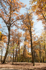 Fall Trees
