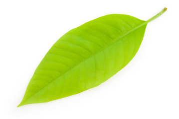 Obraz premium green leaf on white background