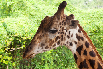 Portrait einer Giraffe