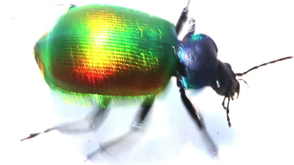 large green beetle running macro