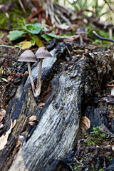Funghi nel bosco