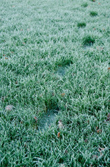Traces on the frozen grass
