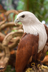 Brahminy Kite ,Red-backed Sea Eagle stand on the branch